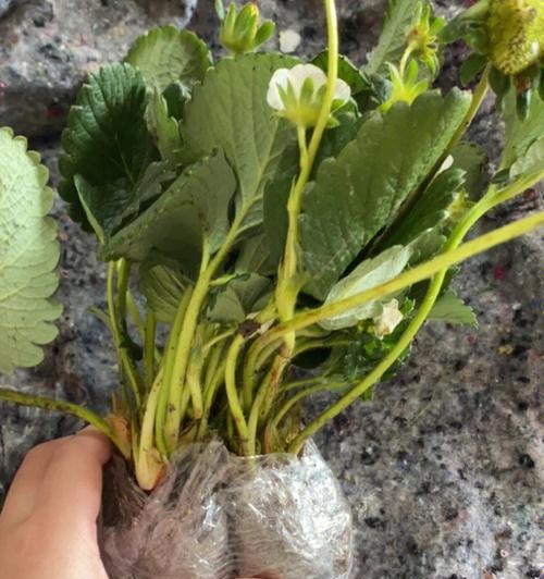 草莓籽种植仙人掌的步骤是什么？
