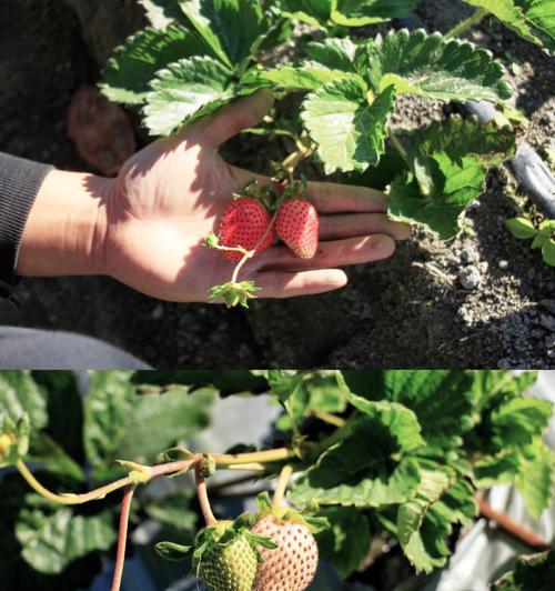 草莓籽种植仙人掌的步骤是什么？