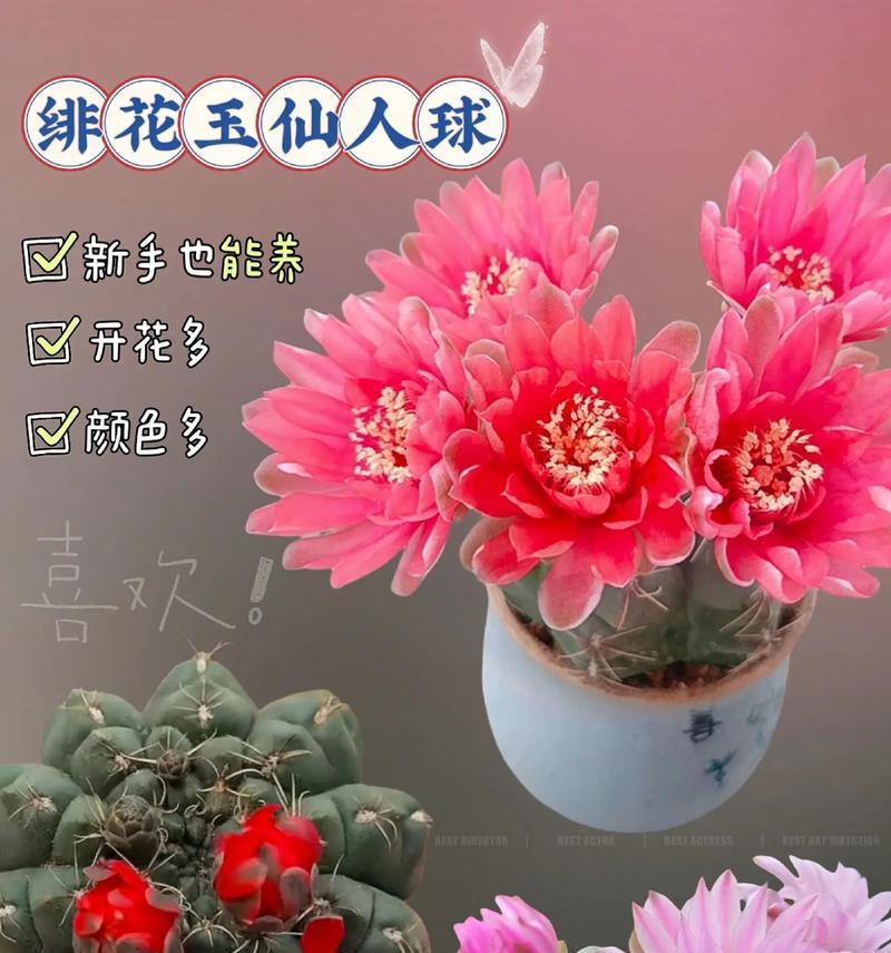 带盆的开花仙人球好养吗？正确的养护方法是什么？