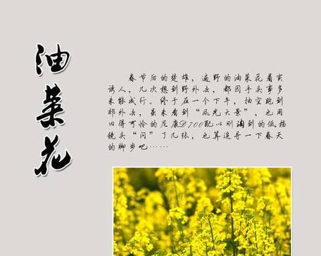 橘子星球的花语有何独特之处？