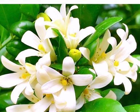 橘子星球的花语有何独特之处？