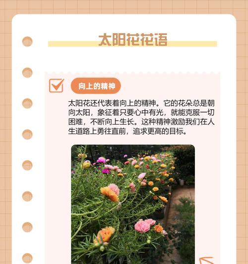 八朵花共同的花语是什么？