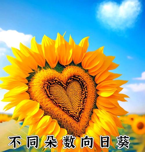 八朵花共同的花语是什么？