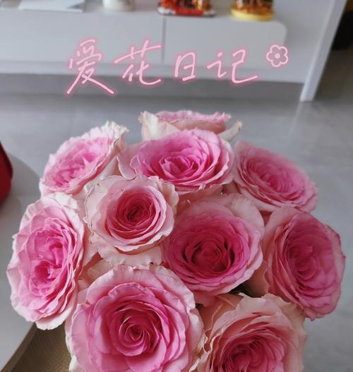 白色纯洁玫瑰花的养护要点是什么？如何保持花朵的洁白？