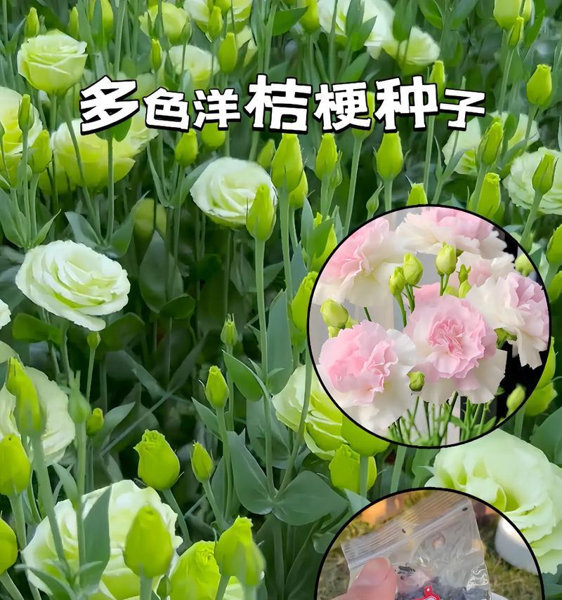 洋桔梗花语是什么？如何表达爱意？