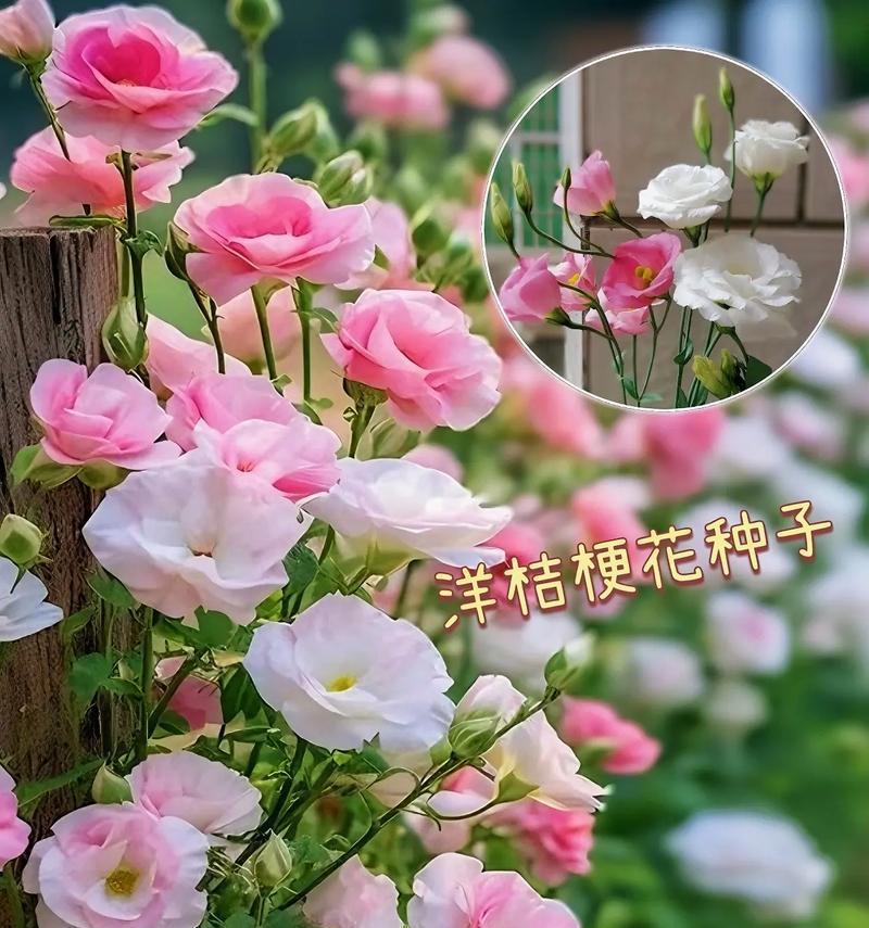 洋桔梗花语是什么？如何表达爱意？