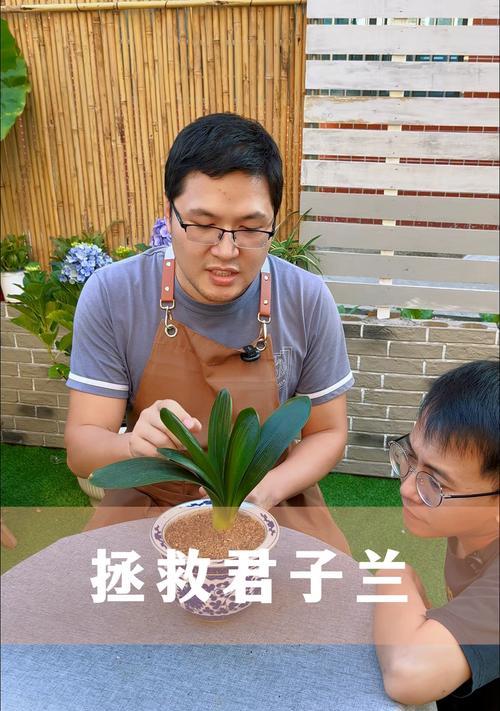 君子兰干透后浇水导致烂根怎么办？烂根后如何抢救君子兰？