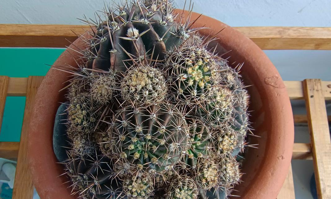 仙人球不开花只抱球是什么原因？如何解决？