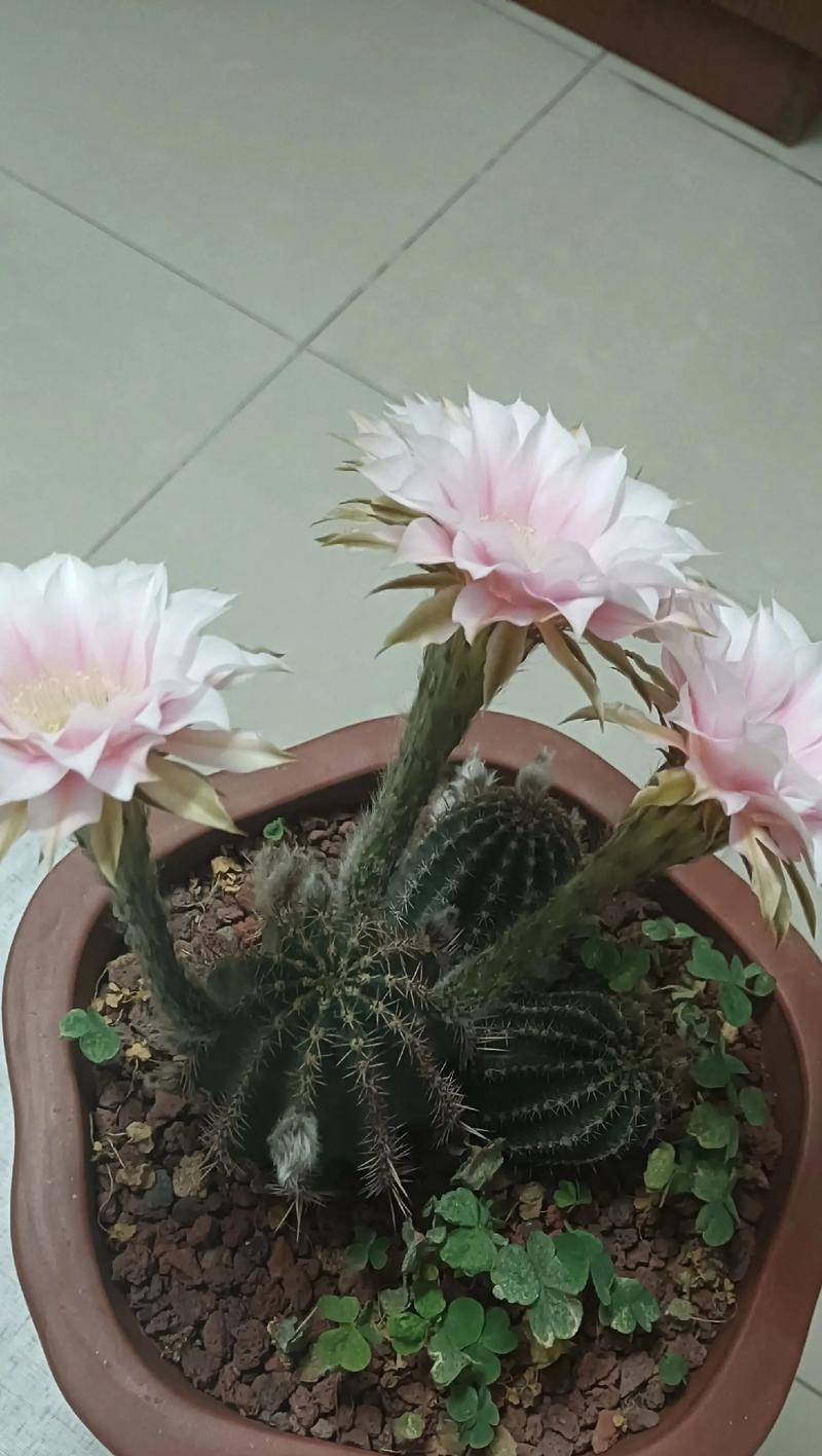 仙人球不开花只抱球是什么原因？如何解决？