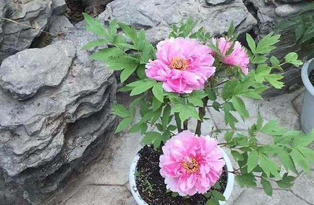牡丹花的养殖方法有哪些？