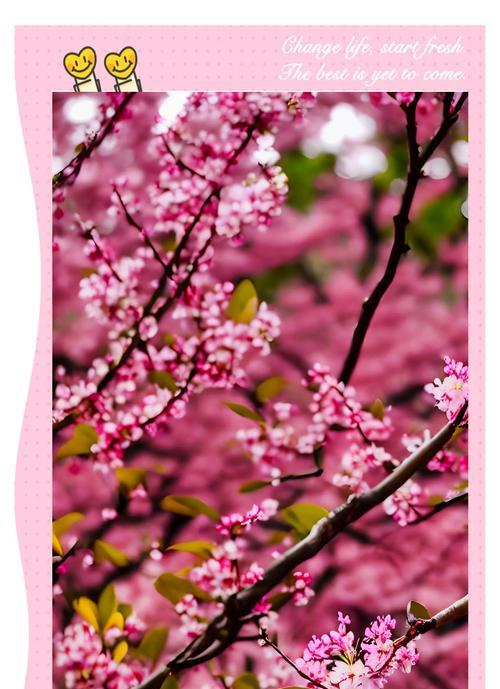 冬日娇艳的花语有何含义？