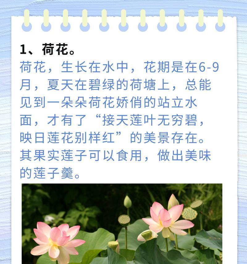 夏天开的哪种花与花语有关？夏天的花语有哪些？
