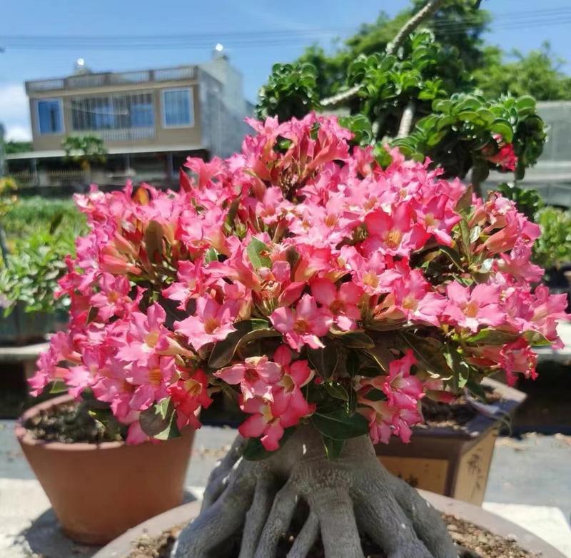 玫瑰花修剪枝条时应该注意什么？