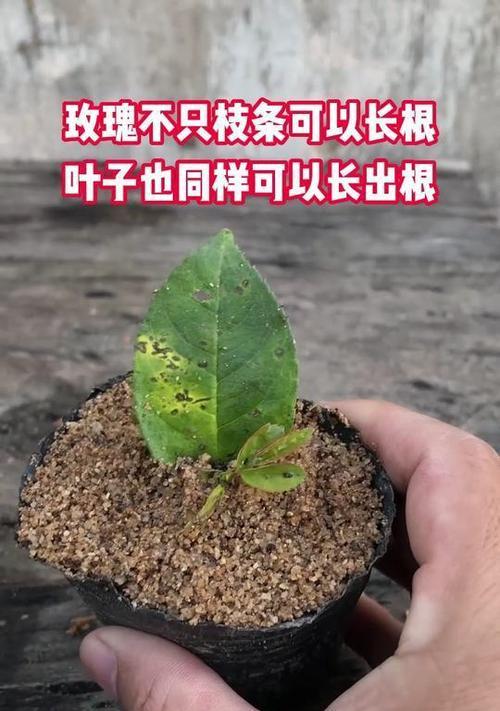 玫瑰花修剪枝条时应该注意什么？