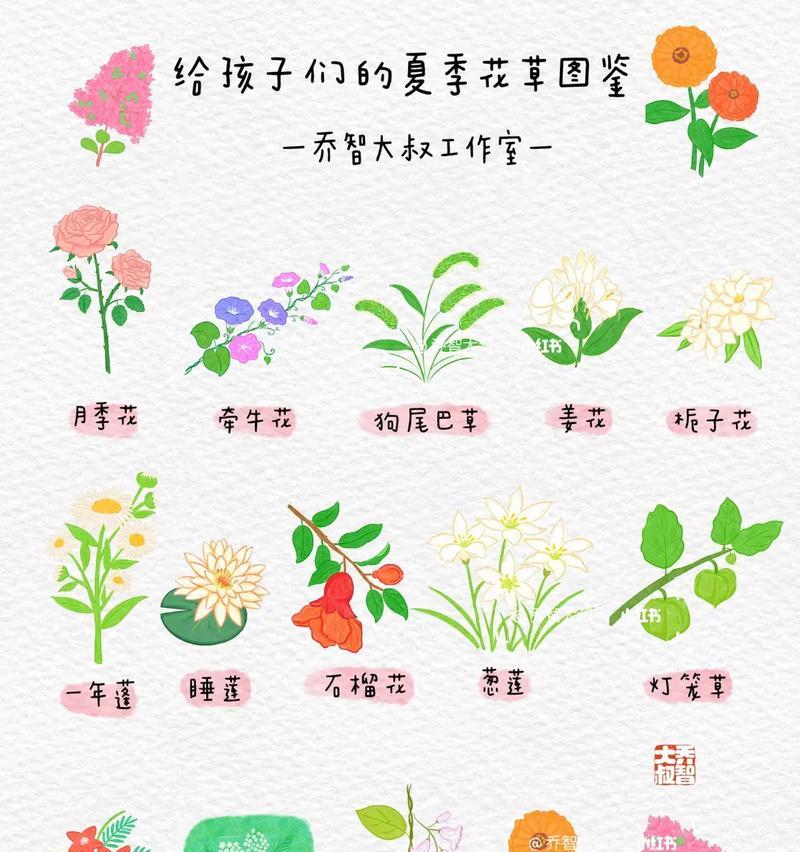 夏天开的哪种花与花语有关？夏天的花语有哪些？