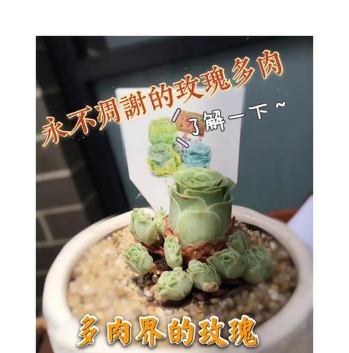 小玫瑰花藤真花养护要点是什么？如何处理常见问题？