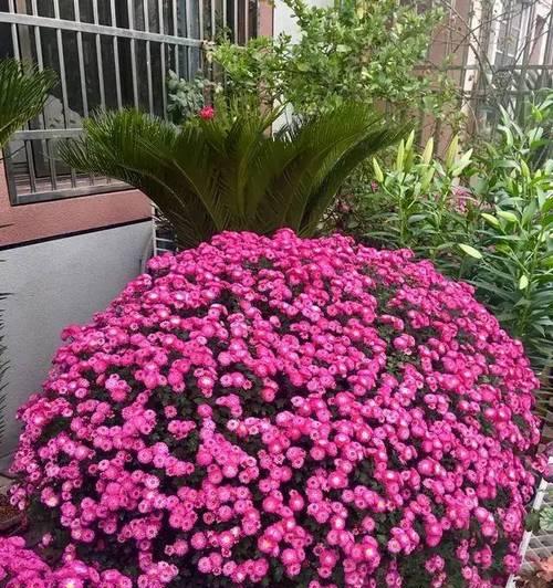 小玫瑰花藤真花养护要点是什么？如何处理常见问题？