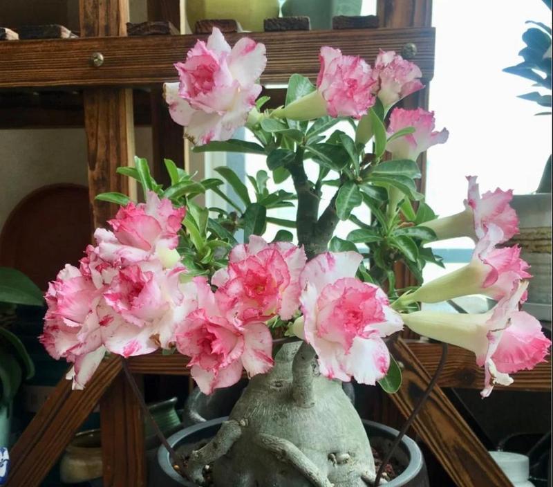小鸡玫瑰花属于哪种植物？