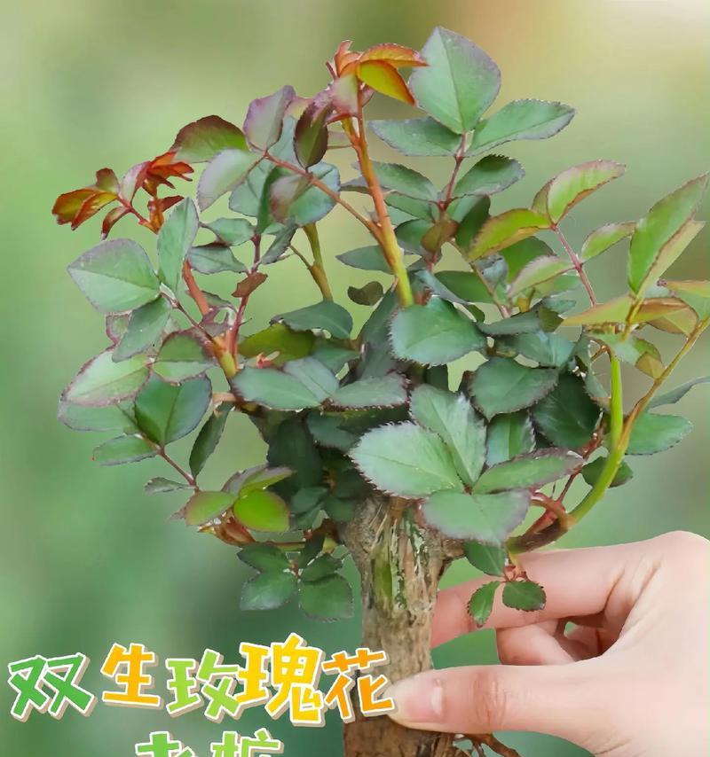 小鸡玫瑰花属于哪种植物？