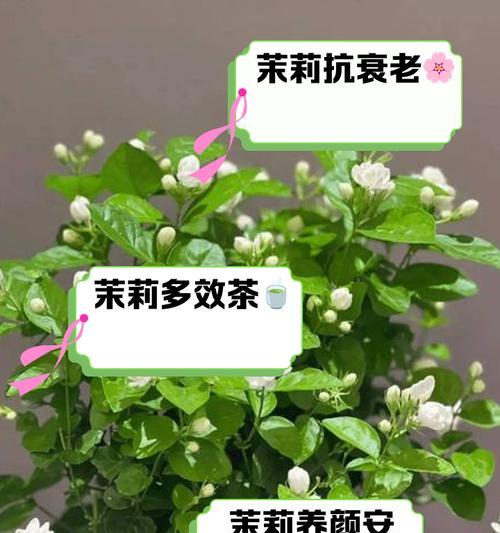 道具茉莉的美好花语是什么？传递了什么情感？