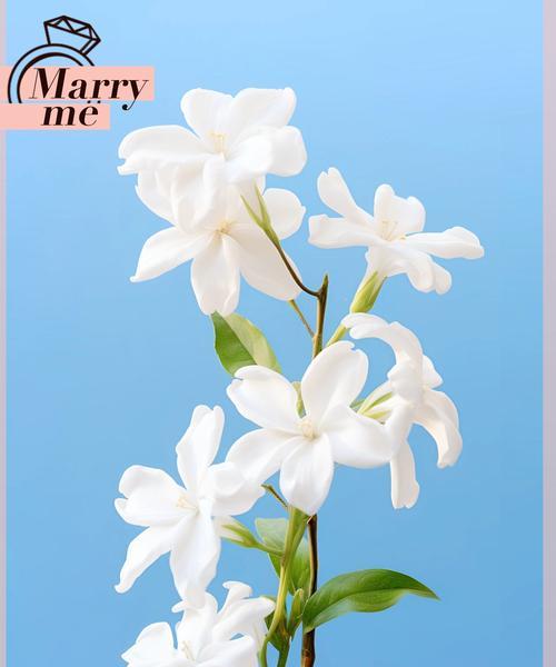 道具茉莉的美好花语是什么？传递了什么情感？