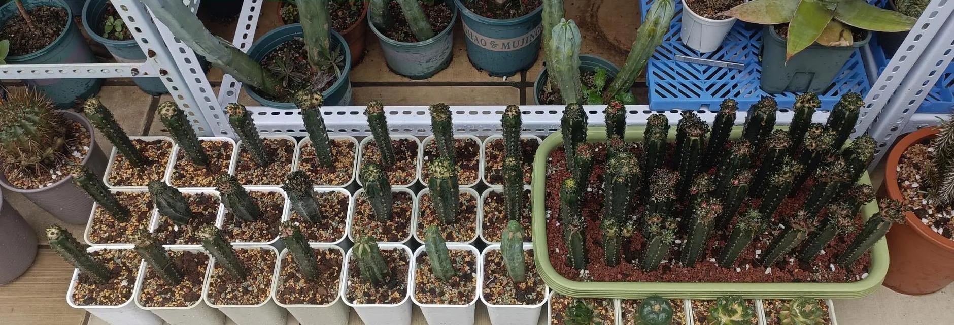 牡丹花嫁接苗种植方法是什么？