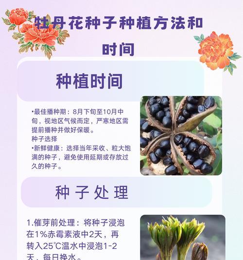牡丹花催花后花瓣干枯怎么办？如何处理？