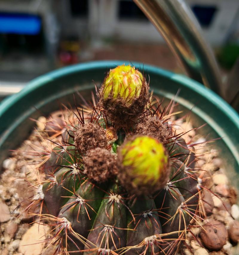 仙人球的开花时间通常在哪个时间段？