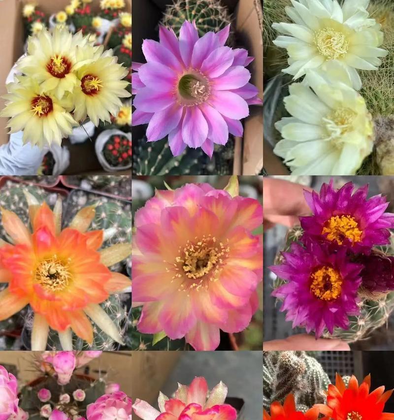 仙人球的开花时间通常在哪个时间段？
