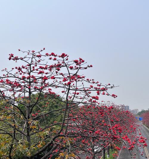 木棉花代表友谊的花语是什么？木棉花的象征意义有哪些？