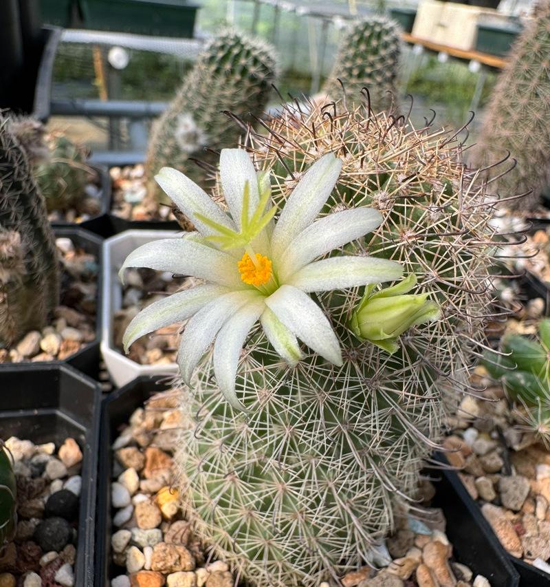 仙人球即将开花的迹象是什么？如何促进开花？