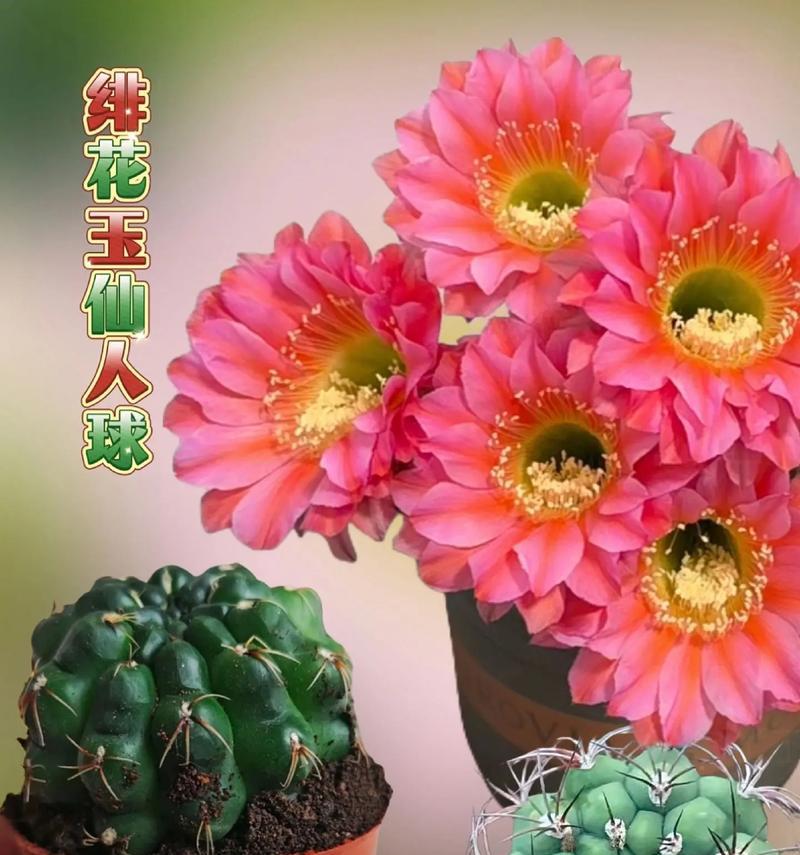 仙人球即将开花的迹象是什么？如何促进开花？