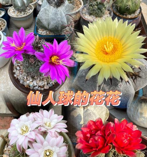 仙人球即将开花的迹象是什么？如何促进开花？