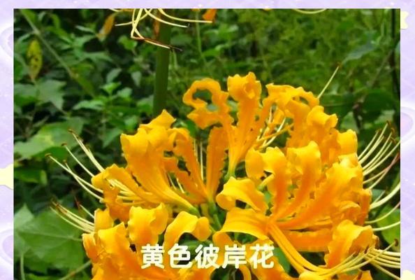 彼岸花的花语是什么？它在不同文化中的含义有何不同？