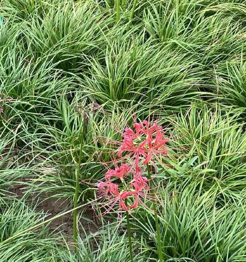 彼岸花的花语是什么？它在不同文化中的含义有何不同？