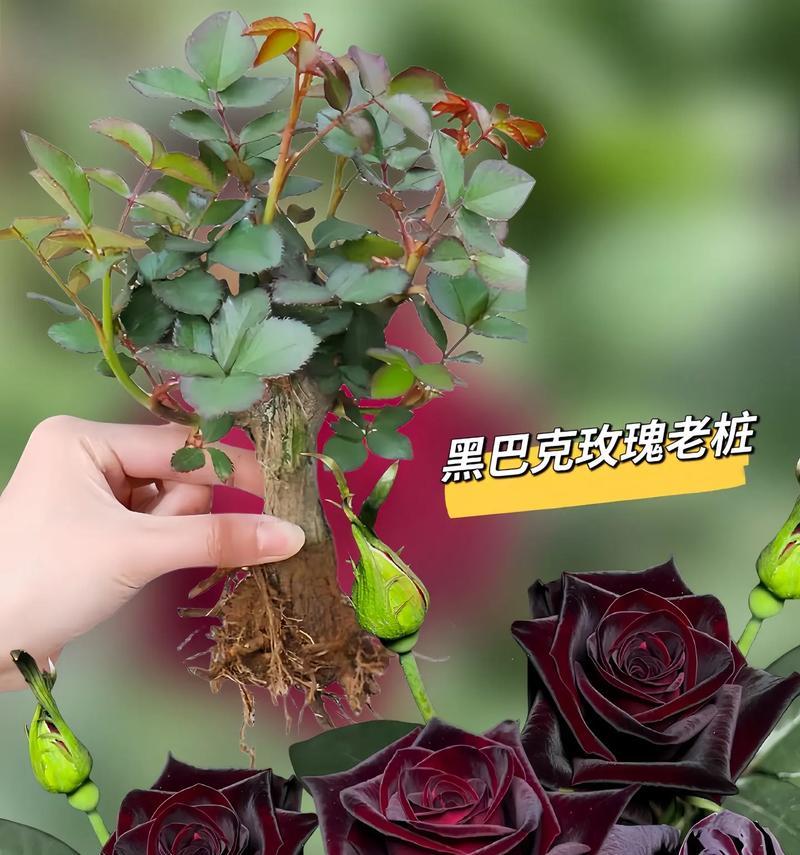 黑玫瑰花插花的美观技巧是什么？