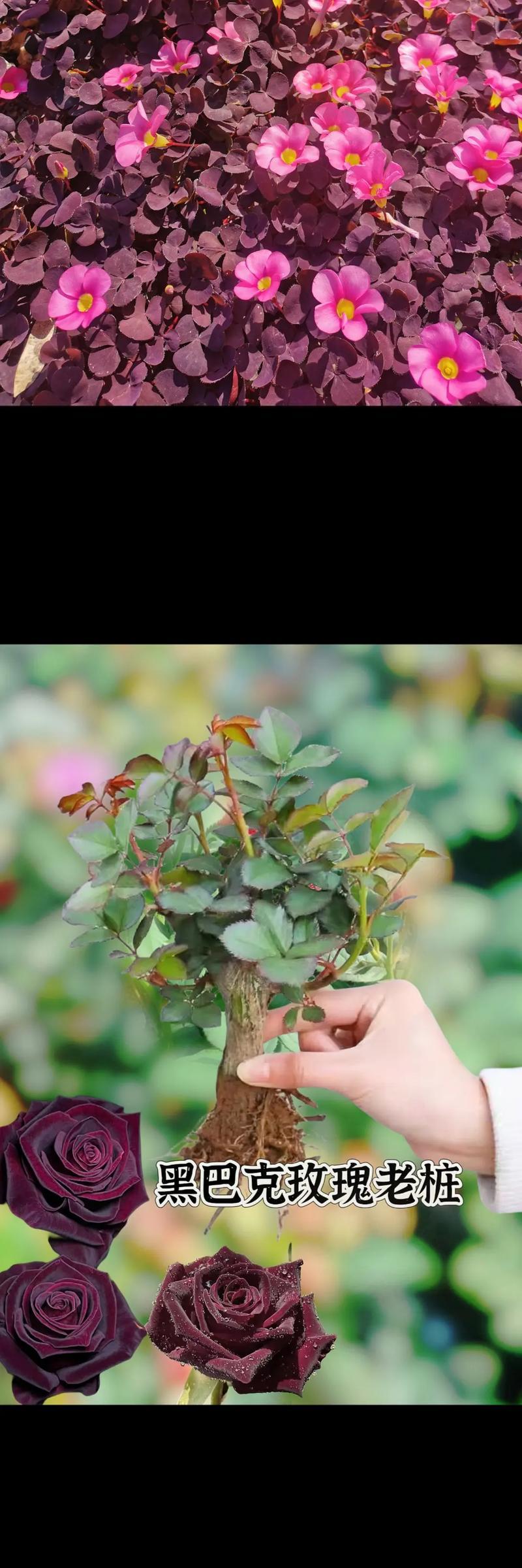 黑玫瑰花插花的美观技巧是什么？