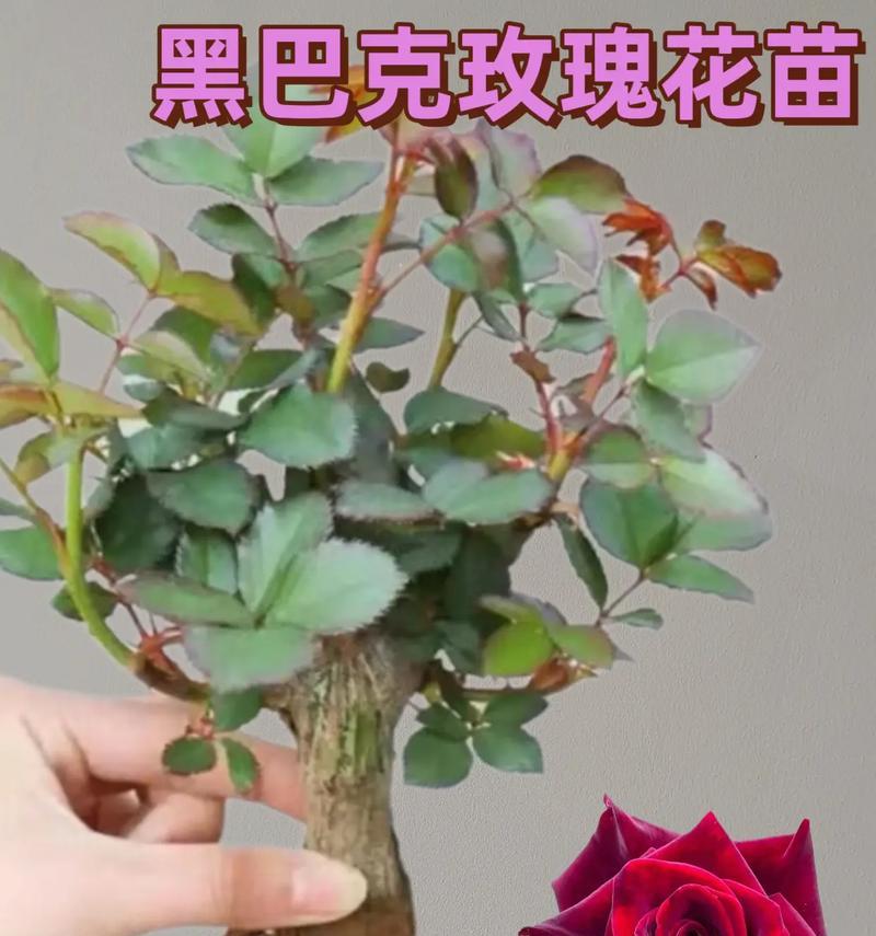 黑玫瑰花插花的美观技巧是什么？