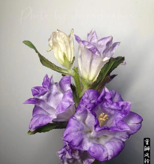 风铃紫色花语什么意思啊？紫色风铃花代表了什么？