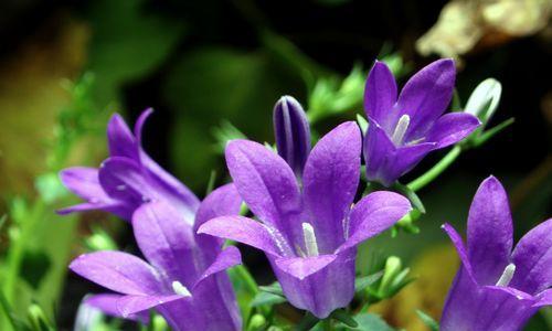 风铃紫色花语什么意思啊？紫色风铃花代表了什么？