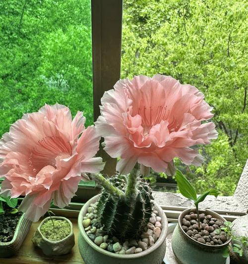 水植物仙人球开花的养殖技巧是什么？