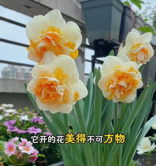 水植物仙人球开花的养殖技巧是什么？