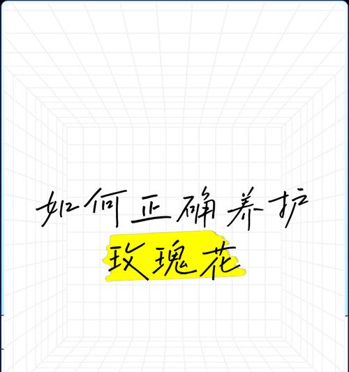如何用心养护玫瑰花？有哪些关键步骤？