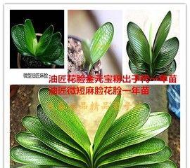 黄油长叶君子兰的养护和管理要点是什么？