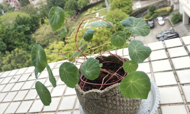 水泥花盆中玫瑰花的栽种方法是什么？栽种时应注意哪些问题？