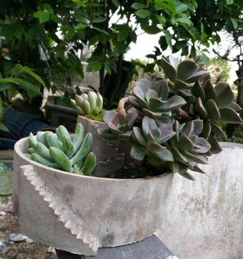 水泥花盆中玫瑰花的栽种方法是什么？栽种时应注意哪些问题？