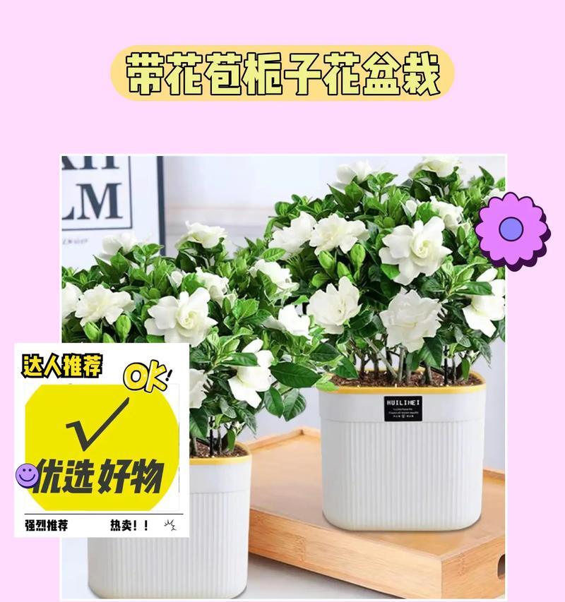 小叶栀子花的花语及寓意有哪些？