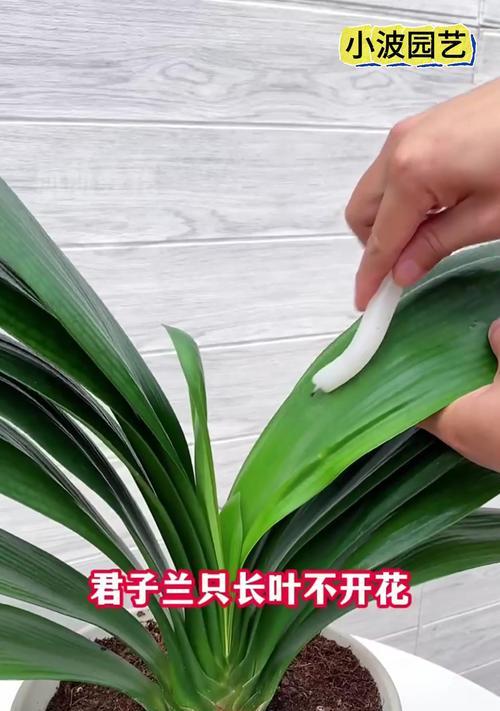 大花盆君子兰不开花吗为什么？原因及解决方法是什么？