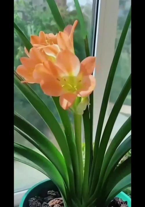 大花盆君子兰不开花吗为什么？原因及解决方法是什么？