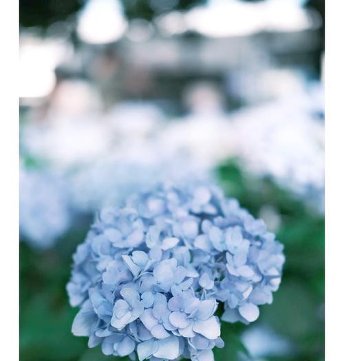 白色绣球花的花语有何特别之处？
